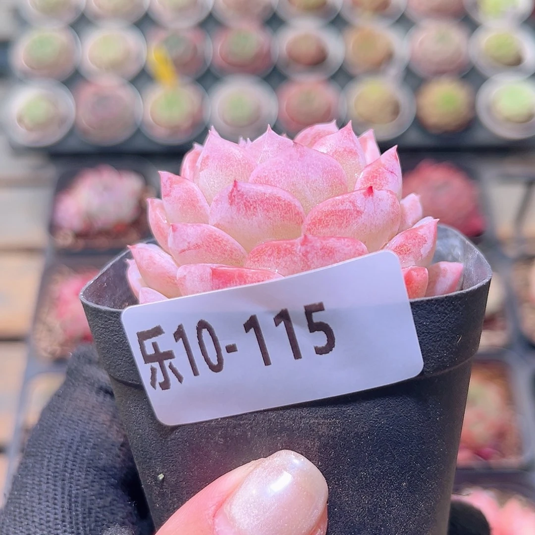 乐然10-115 纯爱单头