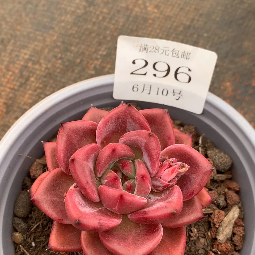 【闪购商品】云296号
