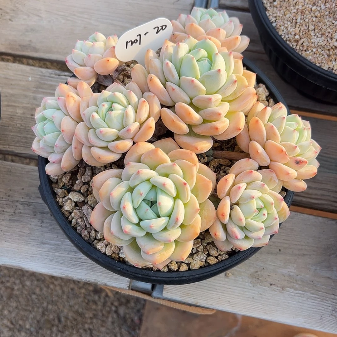 仰***光1207-20望舒老桩。