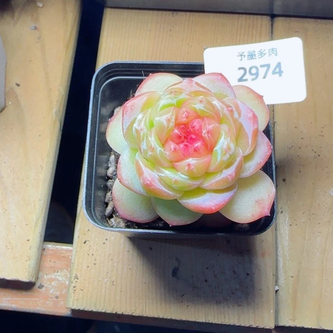 *****拿铁奶沫，2974多肉植物