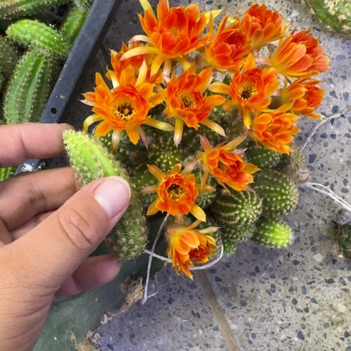 315白檀狂欢节2个无根侧牙小，20包邮