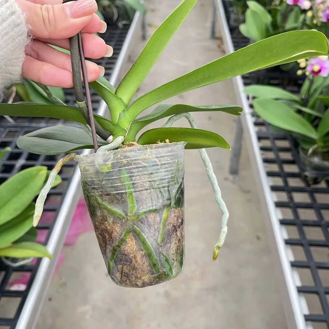 蝴蝶兰花后苗任意发，2.8   3.0杯