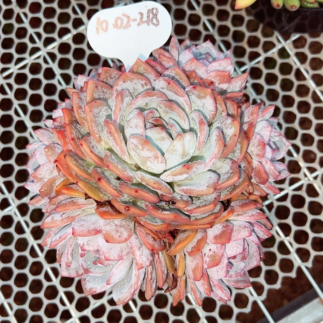 1002-218星影手捧