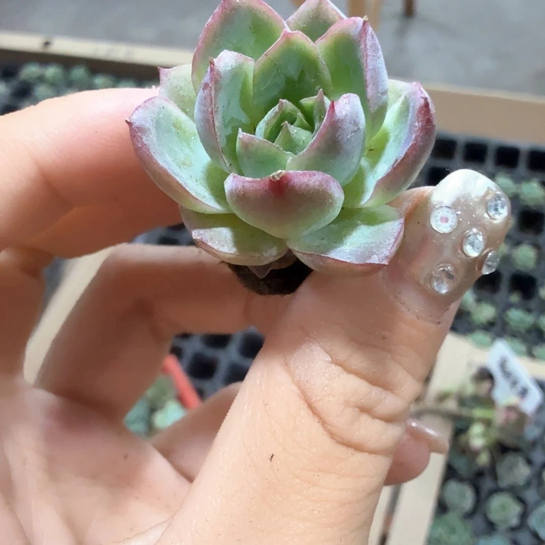 蔓越莓穴苗6颗一组