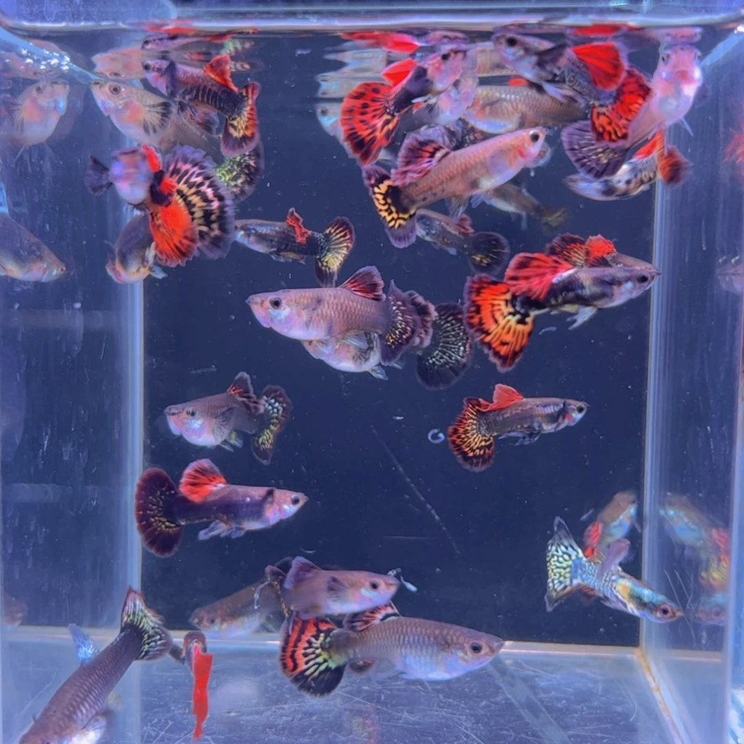 孔雀鱼骄**火七彩龙鳞40 条 练手 1111111