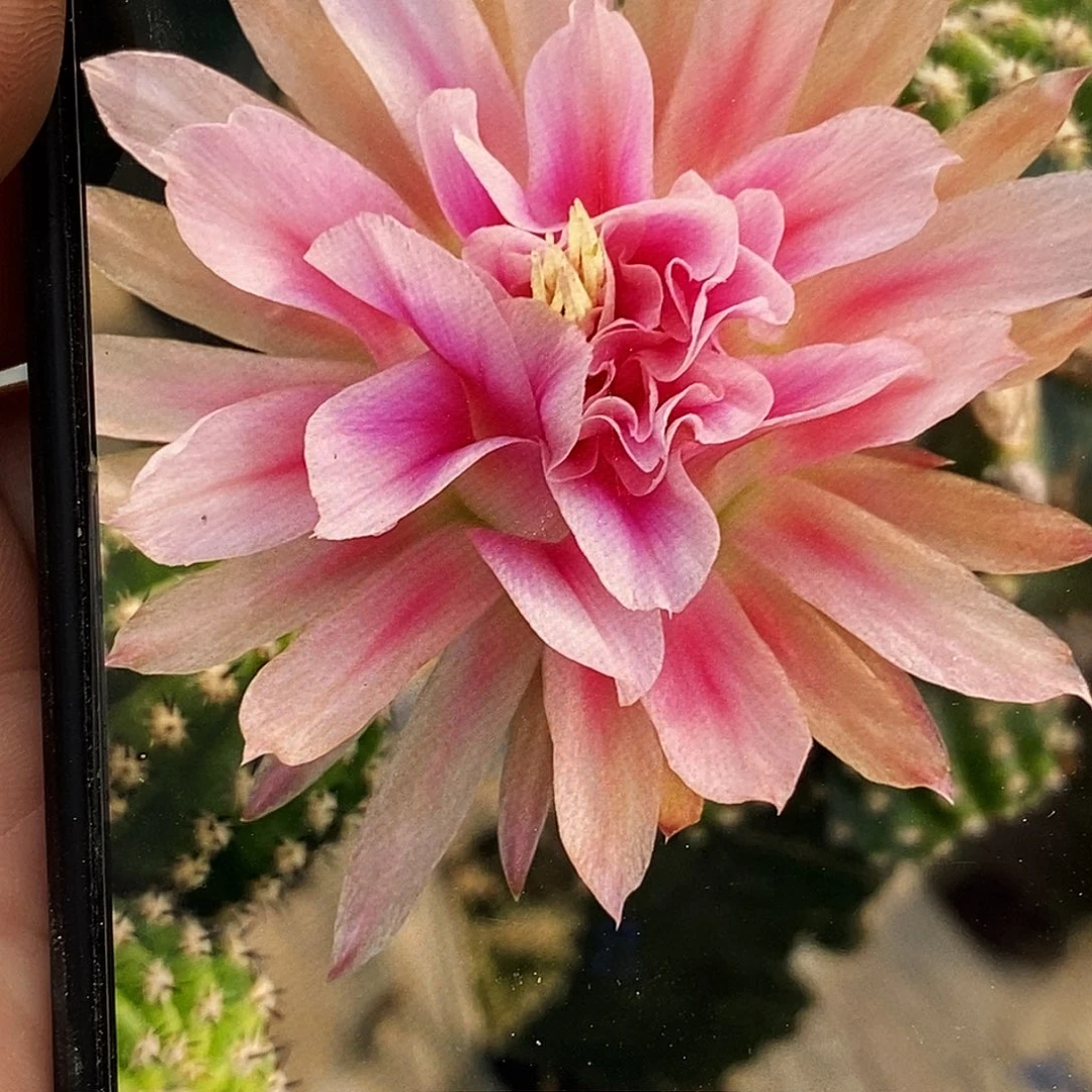 彩 开心一号侧芽歪5公分左右