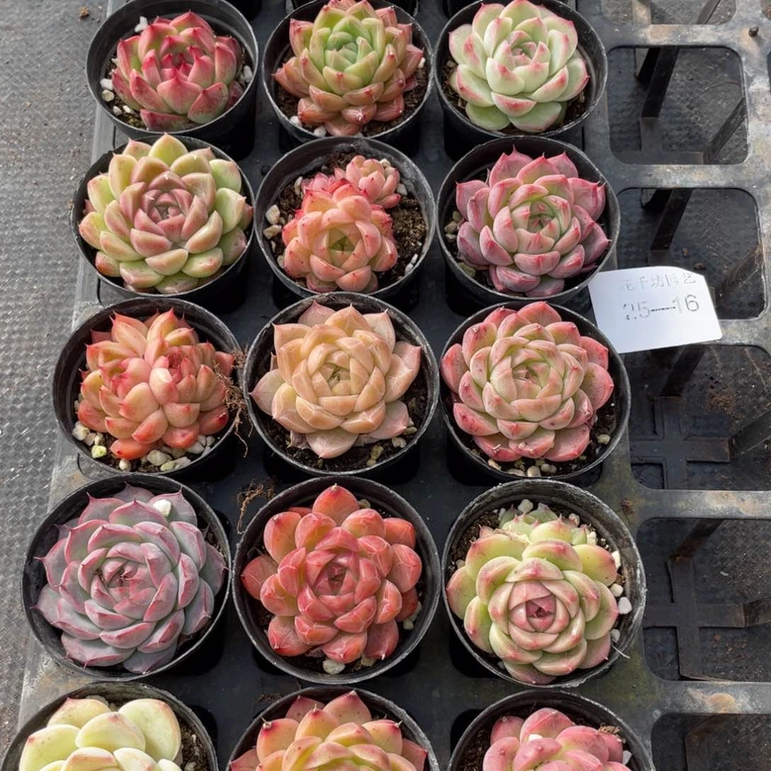 一物一拍18颗25-16