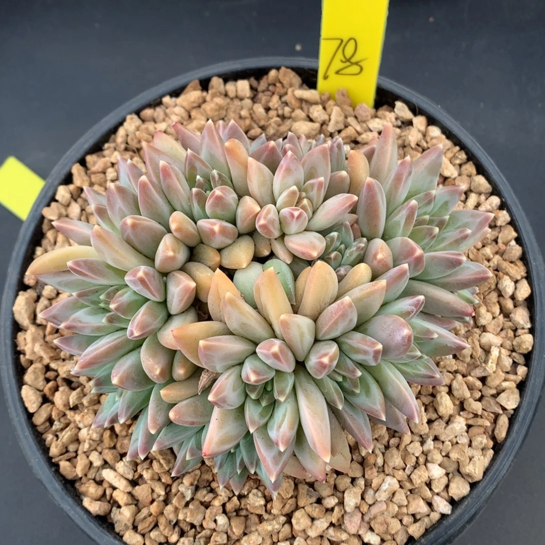 我们家的小姐姐们