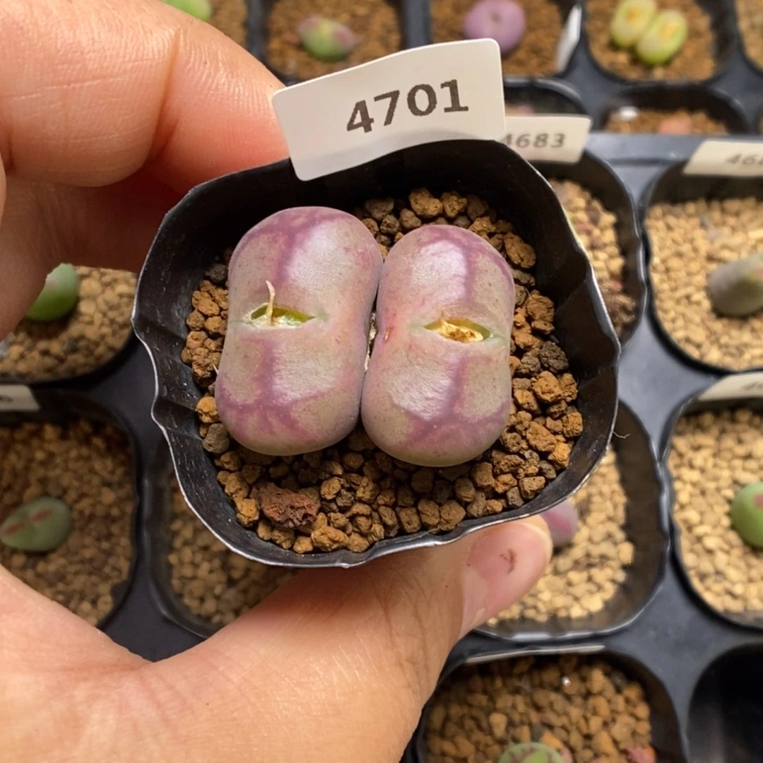 多肉植物肉锥杂交K-4701