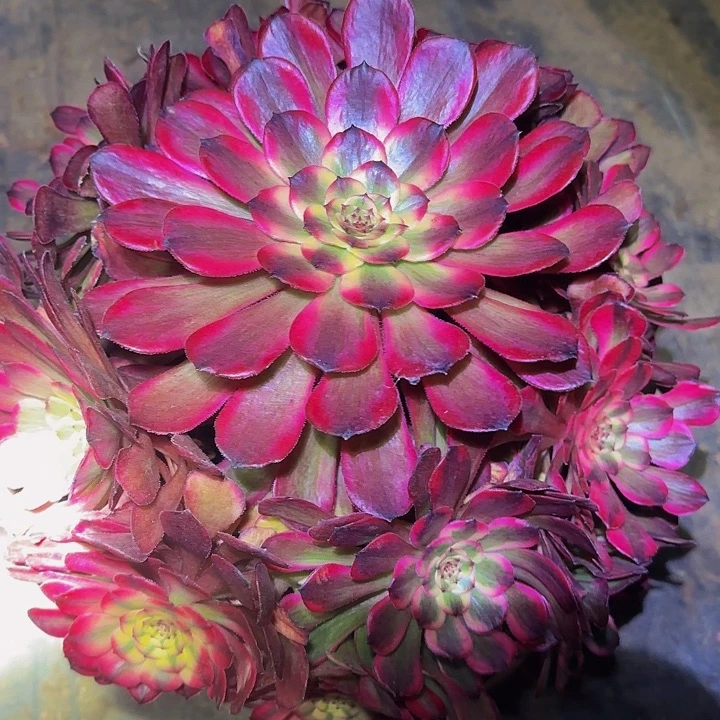 精品黑金刚墨娅老桩特价福利