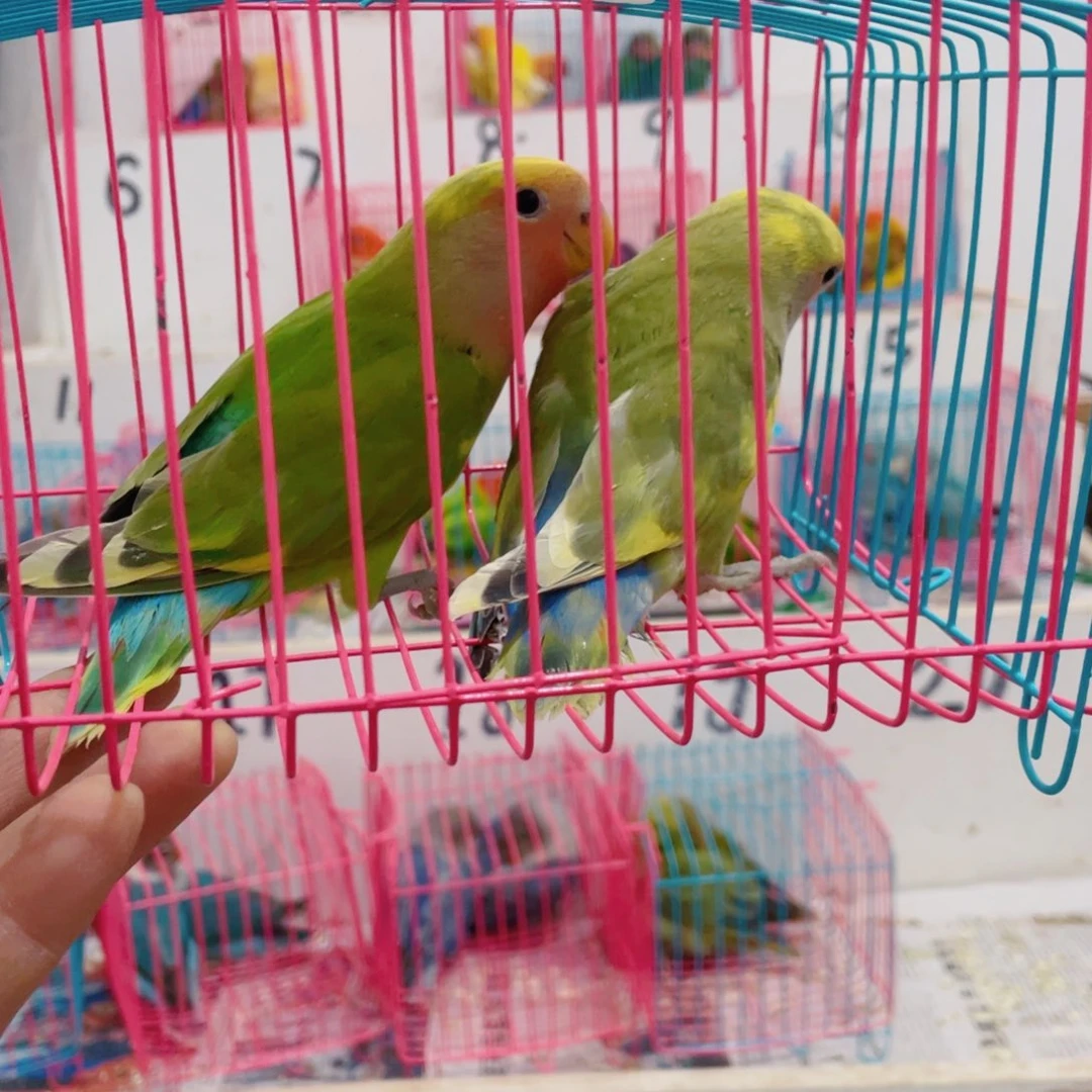 虎皮鹦鹉强*哥牡丹花城大道上分享