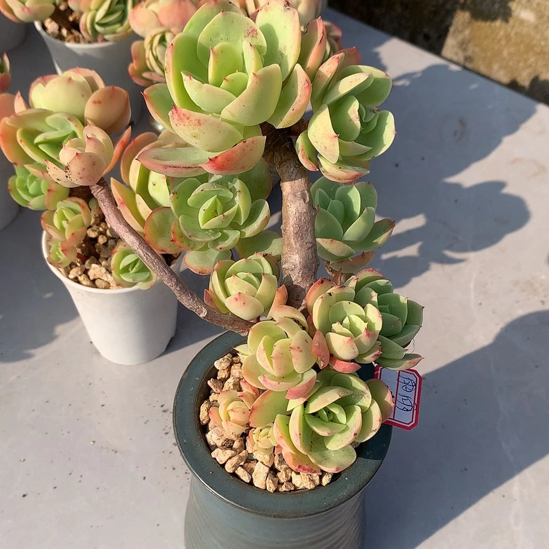 骑兵碧桃多肉植物