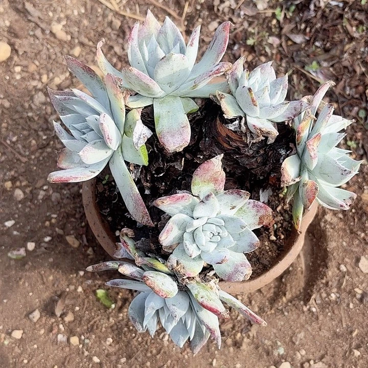 蔡*仙女杯多肉植物