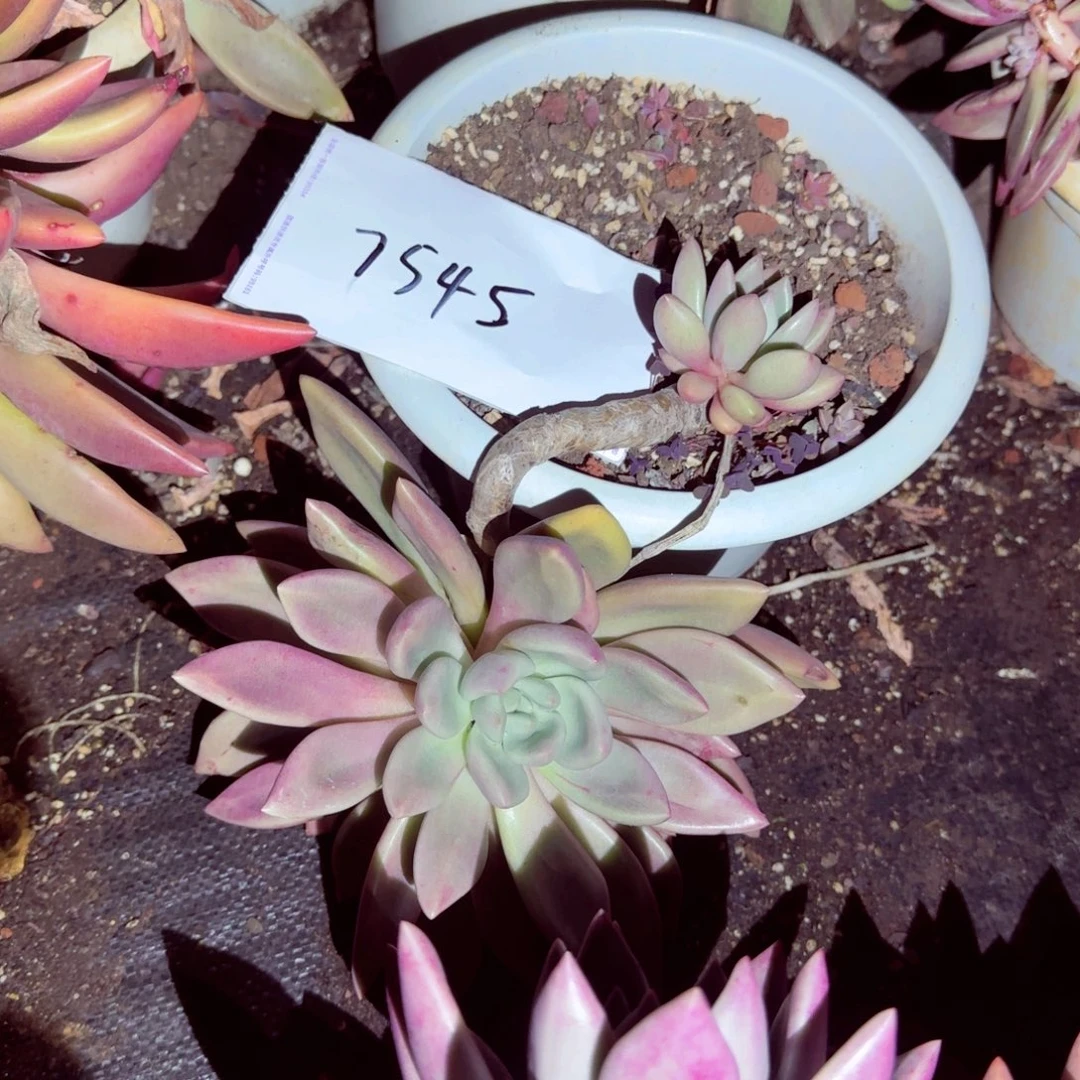 ۵***࿐桃花源7545多肉直发