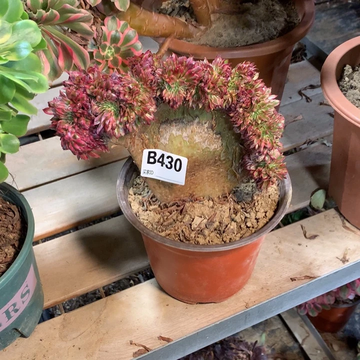 430红铜白缀多肉法师