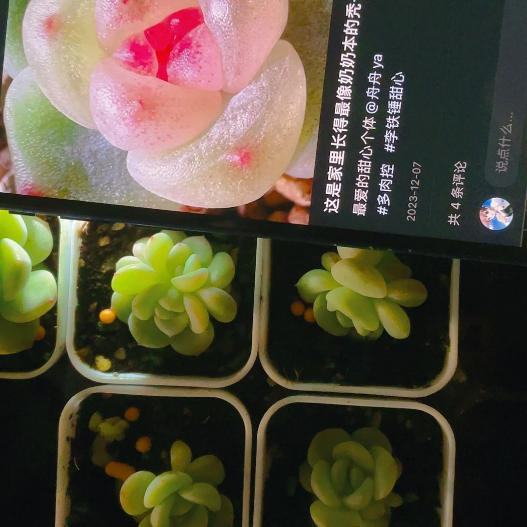 秃子甜心中盆苗一个满25包邮