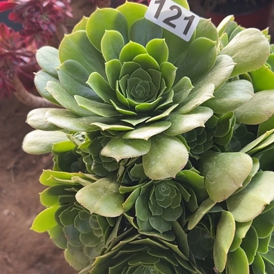 ?**n多肉植物一个