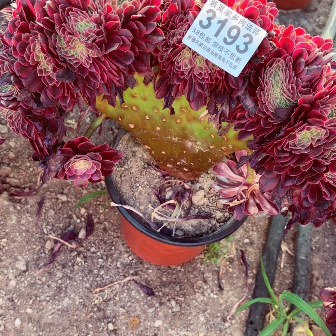 善***喜无花朵2棚美杜莎缀3193