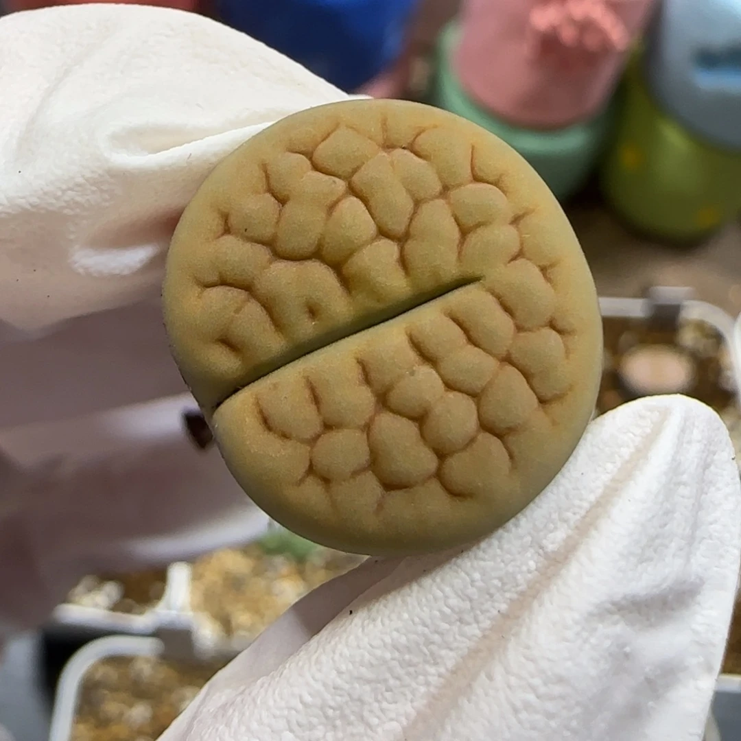 11.27.标志吃豆人黄绿富贵.9055尺寸1.8cm