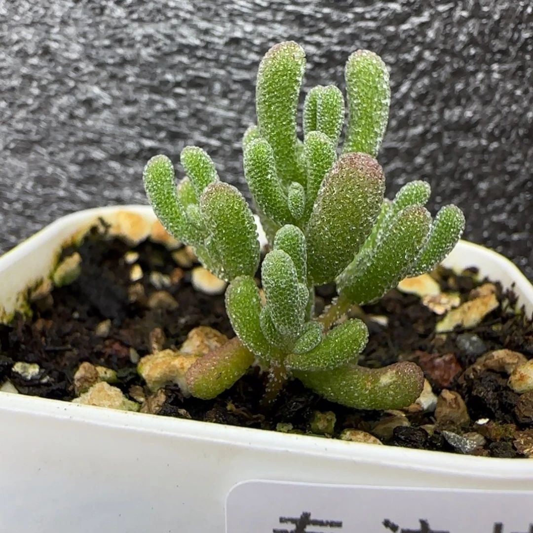 dy0389冰晶嫩仔实生福利