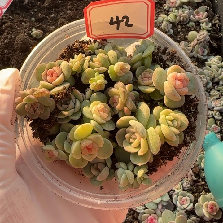 绝绝子多肉一盘42