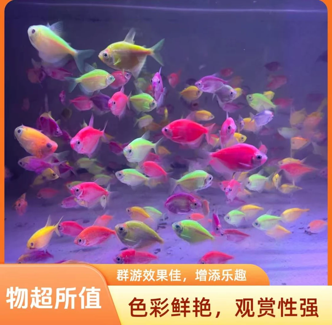 观赏鱼天使鱼活体淡水热带鱼小型鱼好养耐活群游鱼