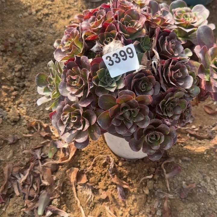 3399魅金清棚处理不包断枝