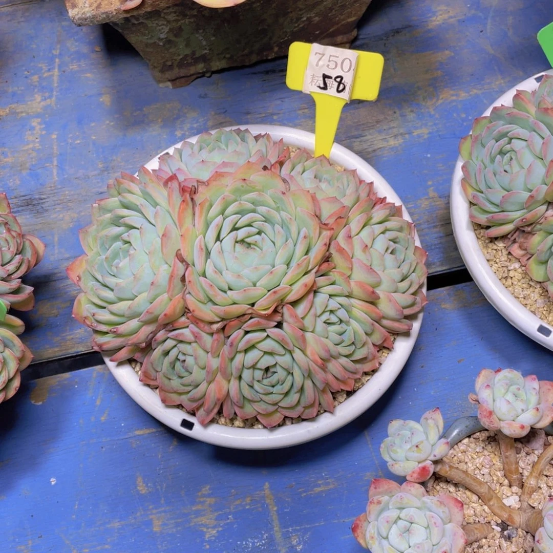 莎莎7504多肉植物