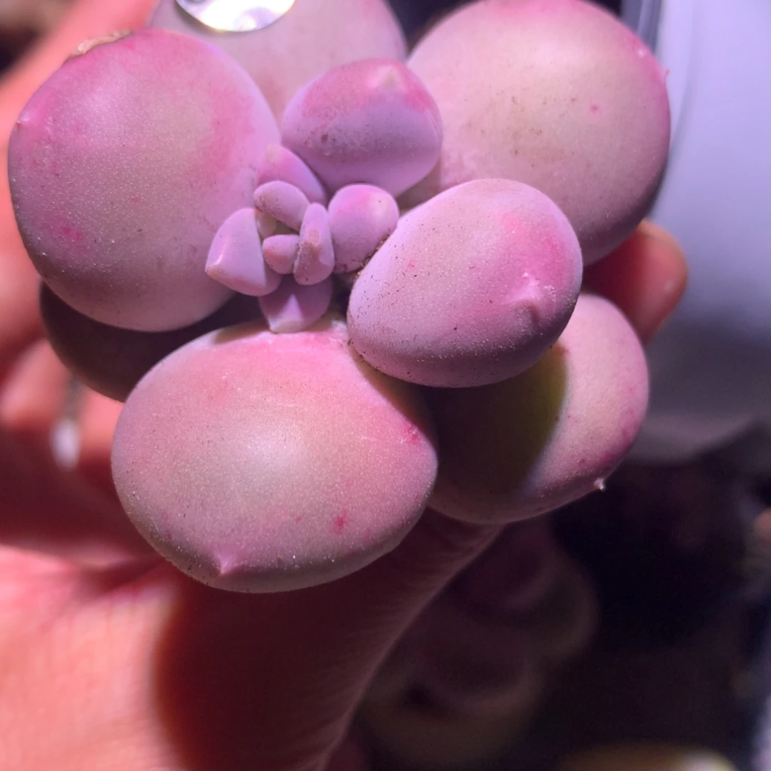 小屁桃奶酪多肉925