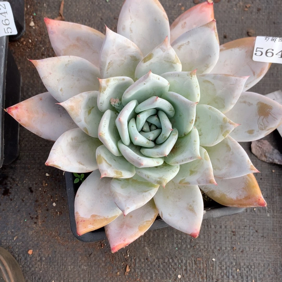 56439杂交精品基地16厘米