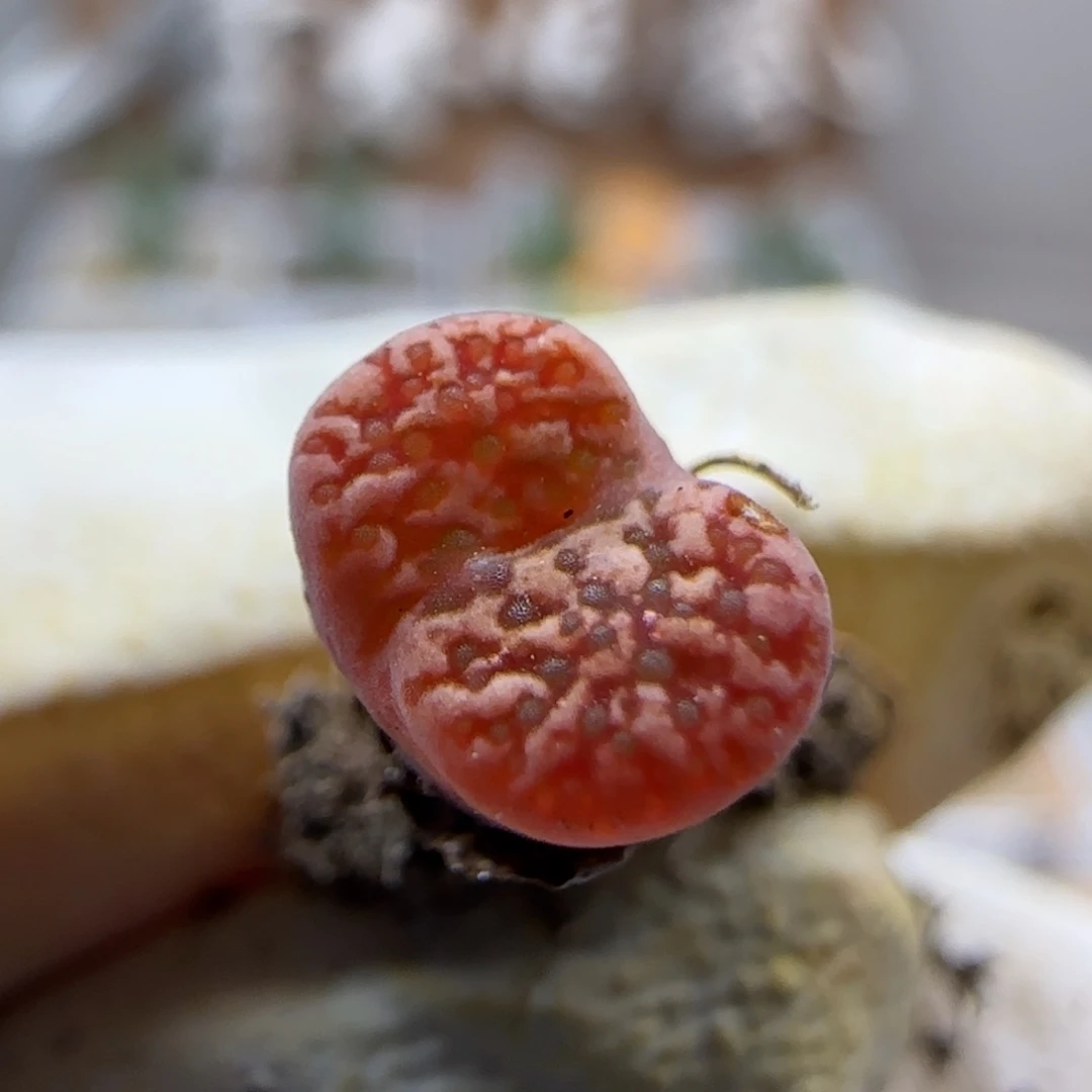 10-16-542当天满38包邮0.7脱土