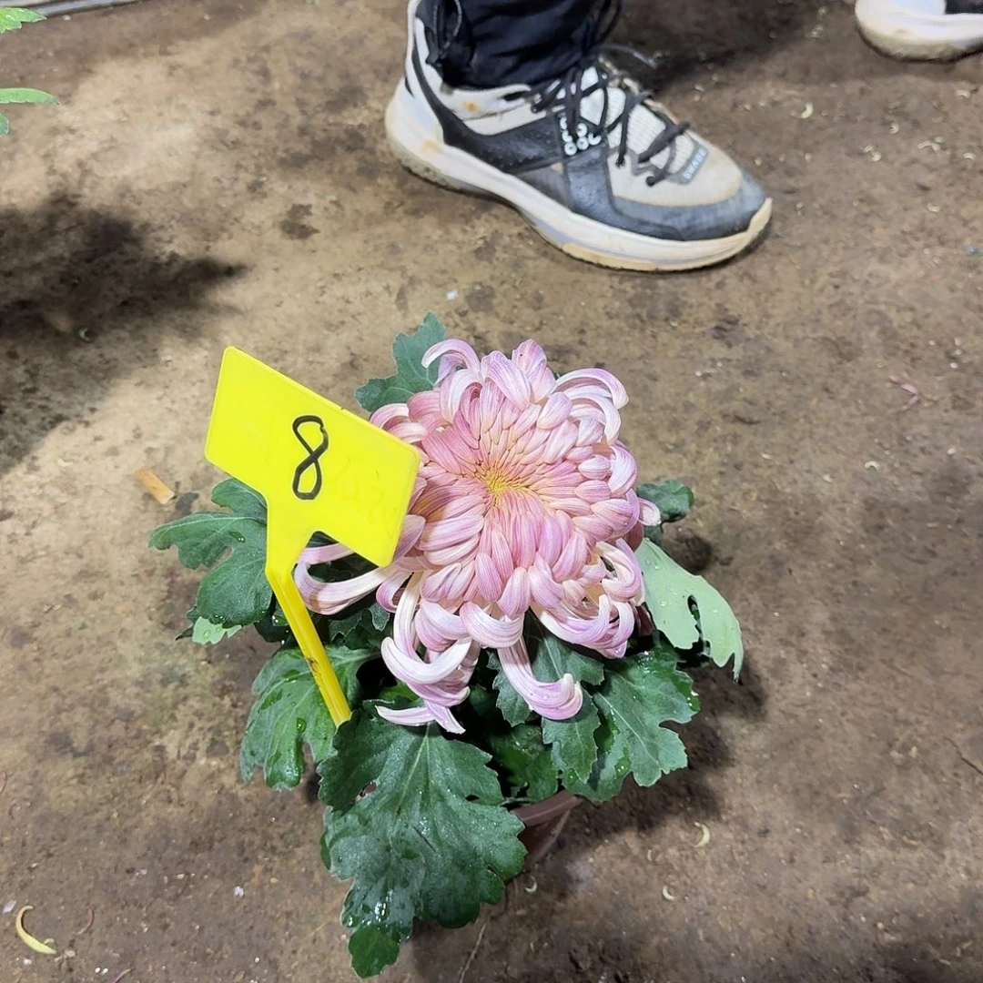 管***y当前无花栽培后可以开花8