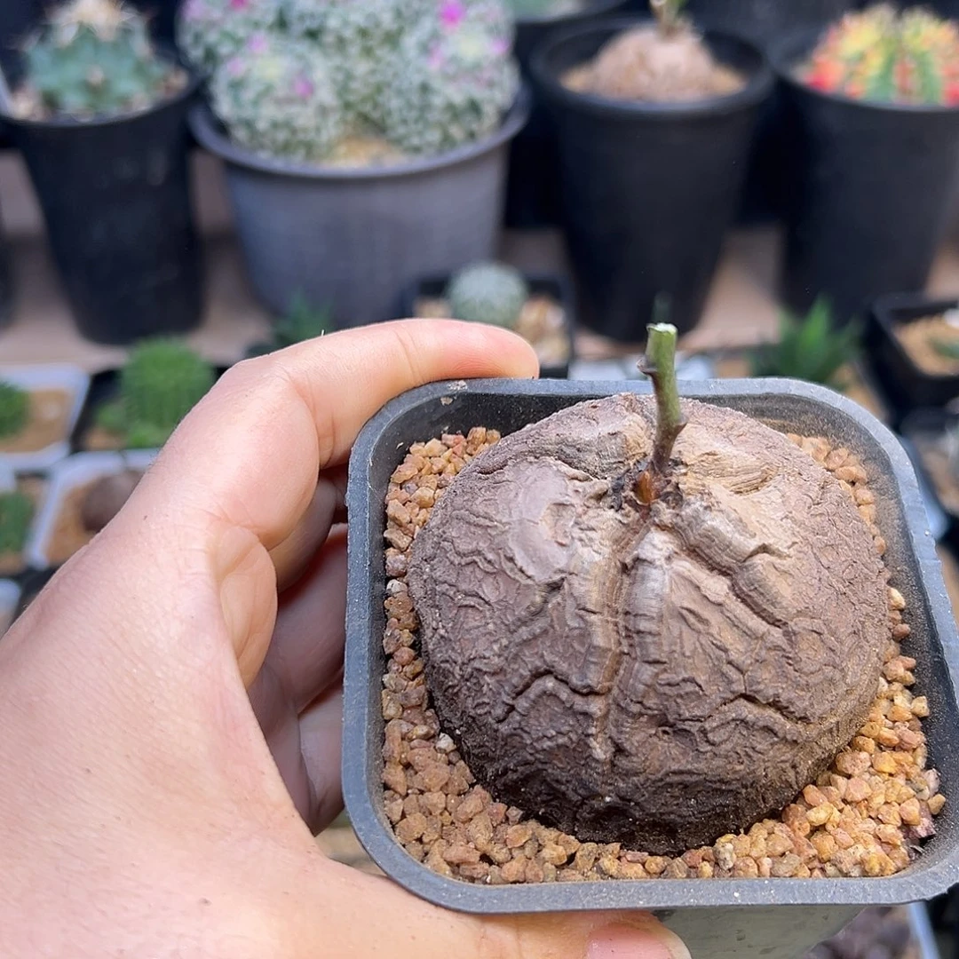 南非龟甲龙实生球一颗