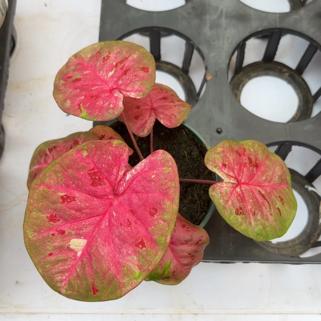 芭提雅泰国44-1111