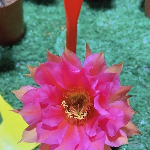 仙人掌彩草球A012 小球