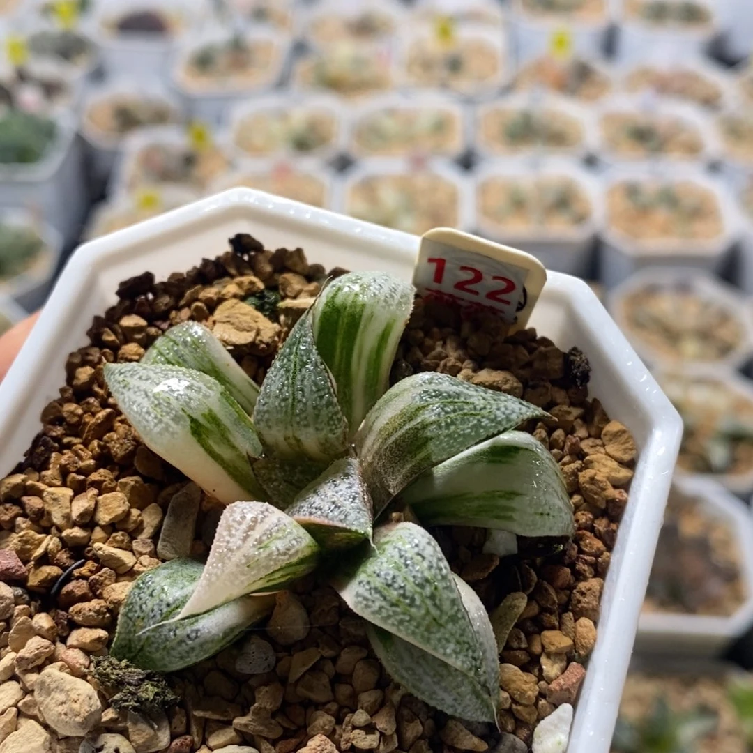 不开花植物122青蟹十二卷多肉植物