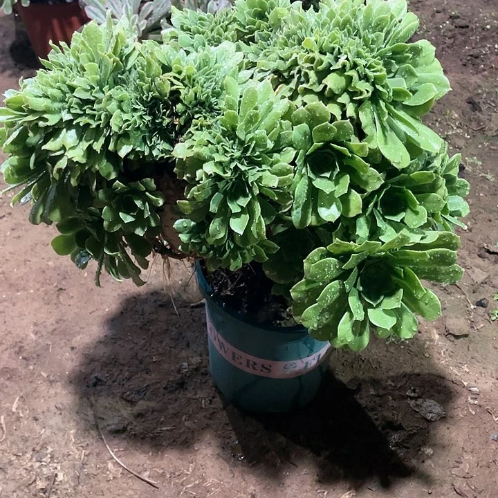 多肉植物多肉植物