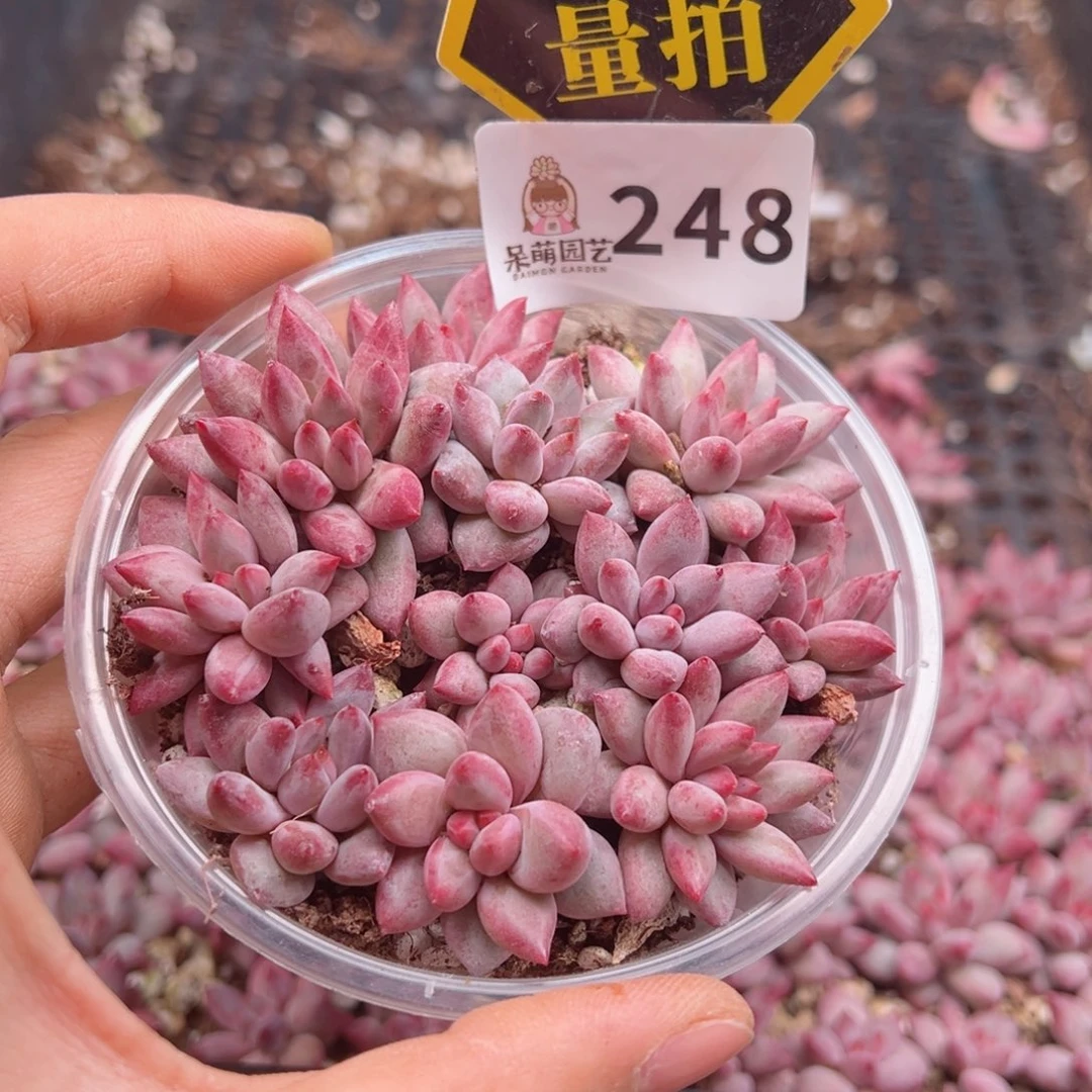 多肉植物多肉植物