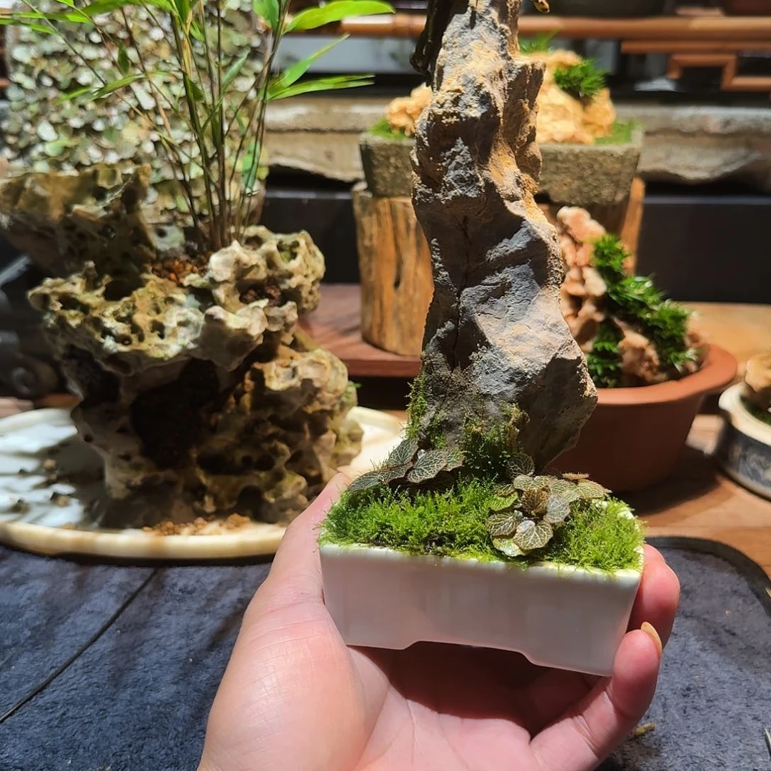 果***断白瓷盆太湖石江西风兰。