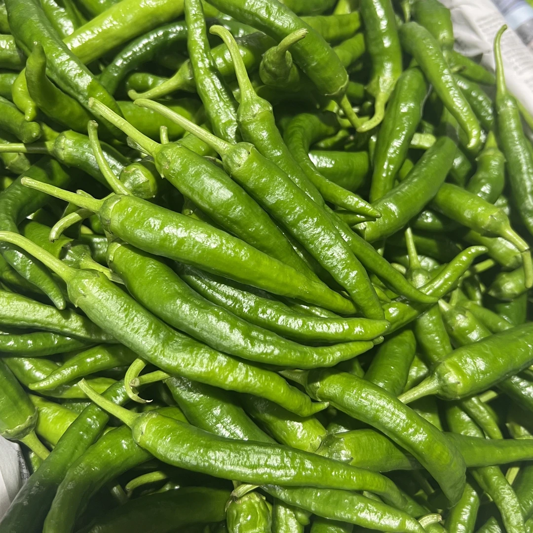 新鲜现摘樟树小辣椒农家自种微辣中辣白辣椒青椒尖椒泡椒虎皮辣椒