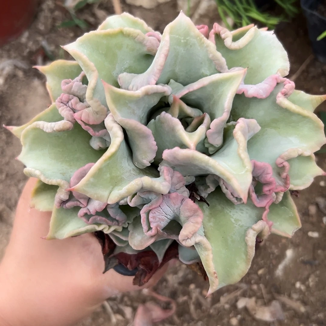 DVD了呃呃呃呃呃呃呃呃呃呃