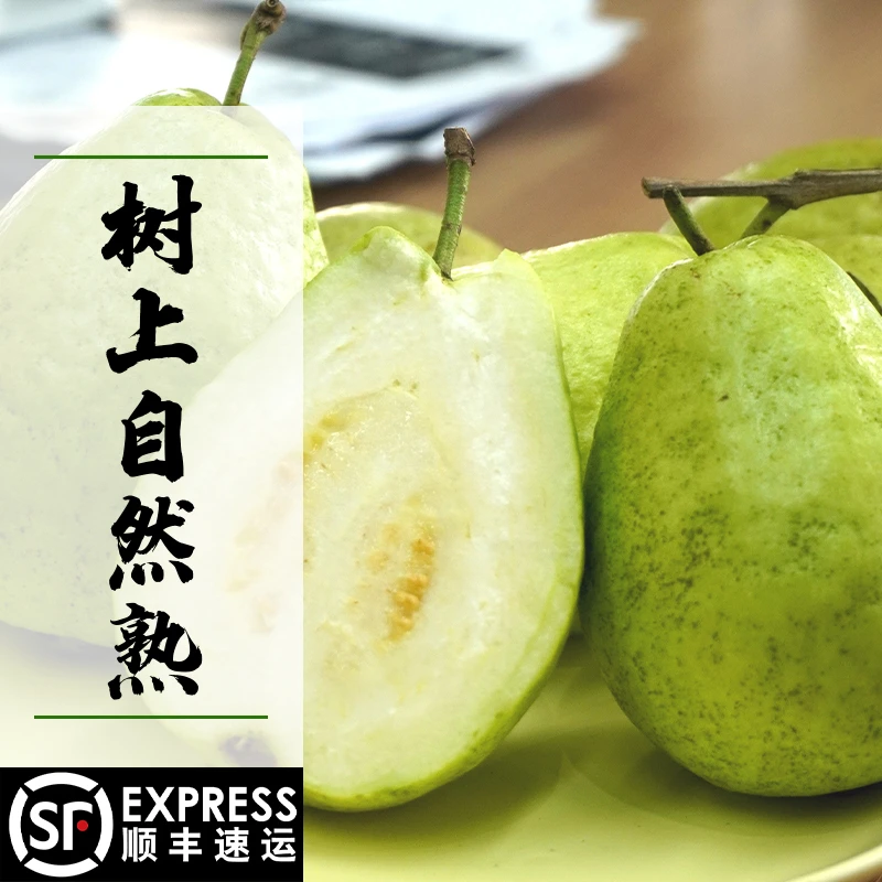 广州南沙白心番石榴3斤/5斤 爽脆多汁 低糖清甜 咸淡水种植现摘现发顺丰包邮