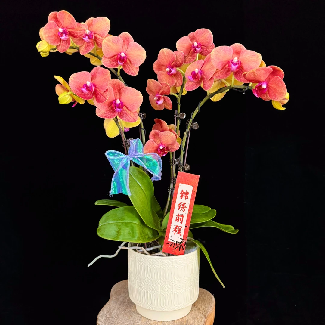 【金桔】橙色欧品蜡质花高级蝴蝶兰耐开耐摆带花带花苞室内花卉