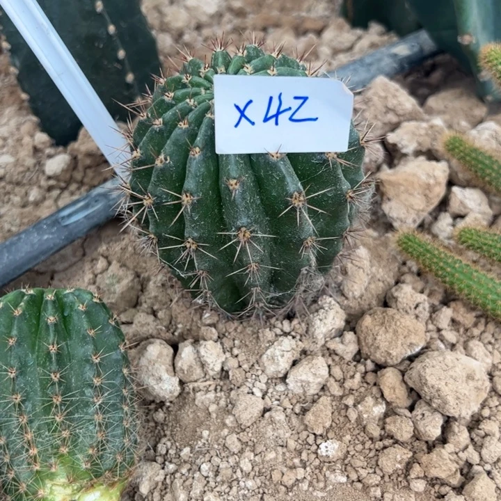 冰***洁X42彩草072号一颗38