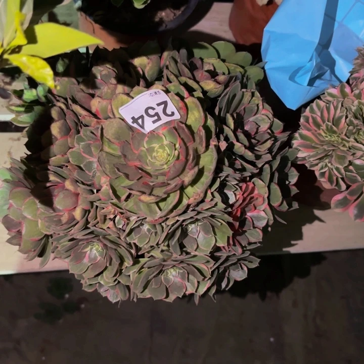 254孔雀翎多肉植物不售后