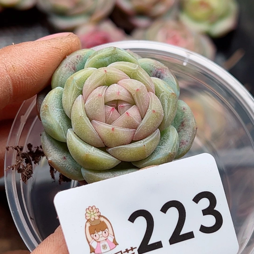 夏**颜多肉植物多肉植物