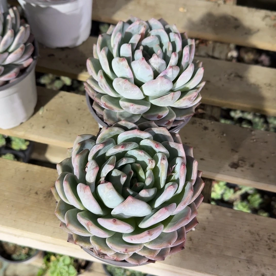 大单头成梦露多肉植物