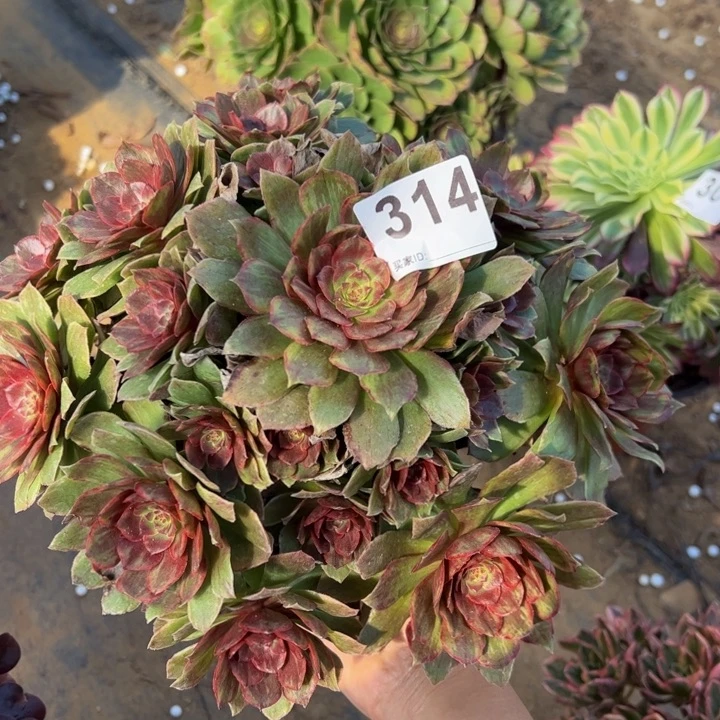 红霞多肉植物314
