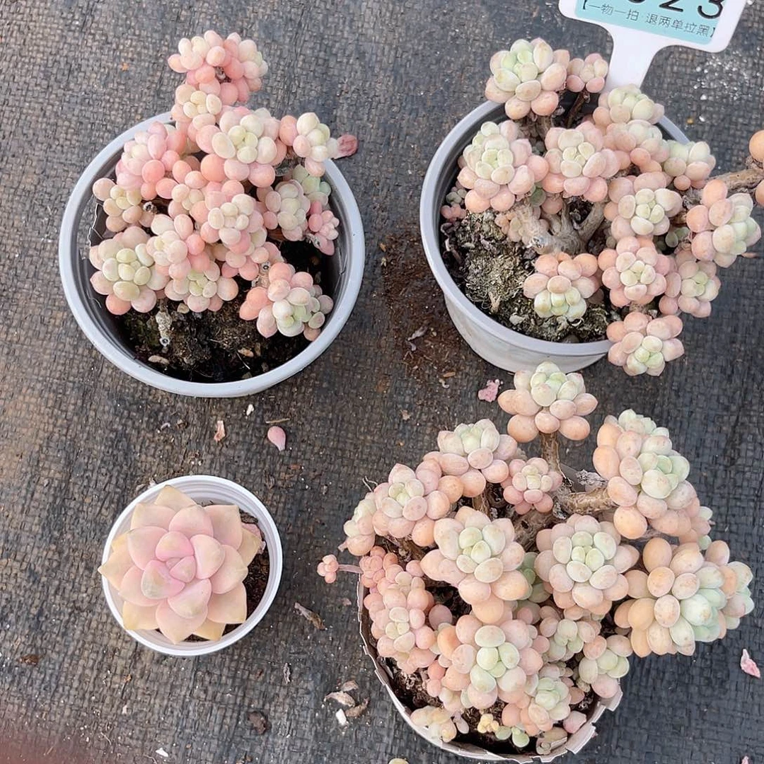 云尘多肉一物一拍1023不包整散