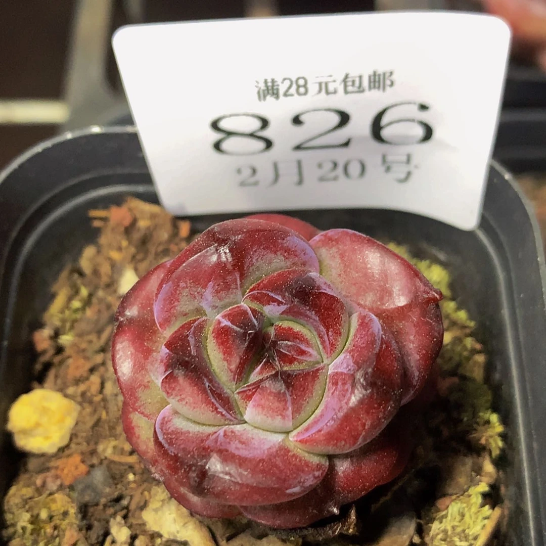 【闪购商品】云826